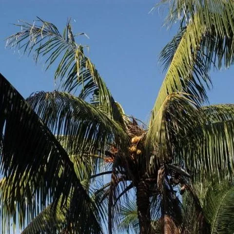 thumbnail for publication: Bud Rot of Palm